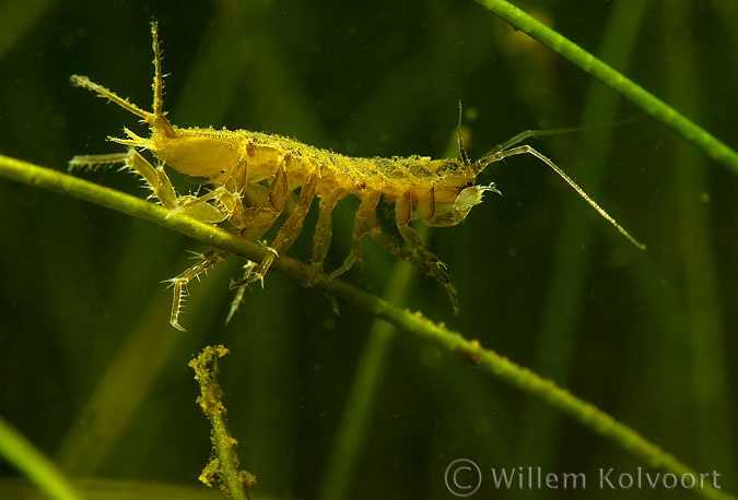 Waterpissebed ( Asellus aquaticus ).