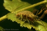 Waterpissebed parend ( Asellus aquaticus ).