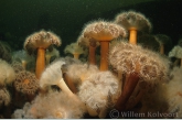 Plumose anemone ( Metridium senile )