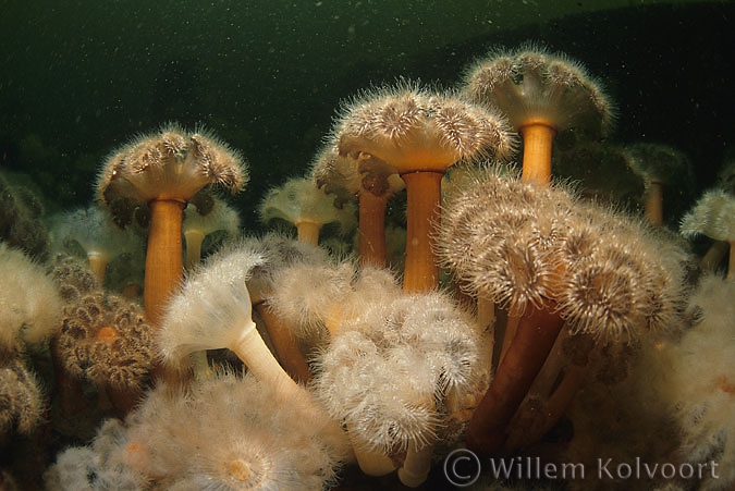 Plumose anemone ( Metridium senile )