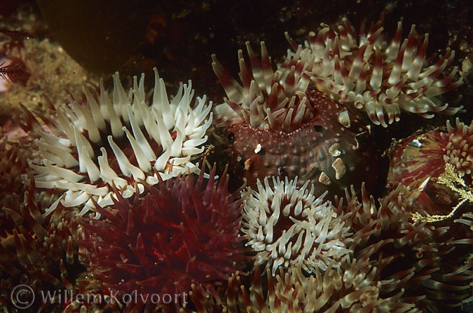 Dahlia anemone ( Utricina felina )