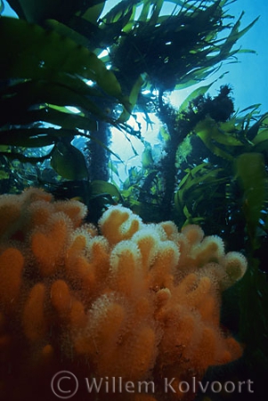 Landscape with kelp and Dead mans's fingers ( Alcyonium digitatum )