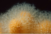 Dead man's fingers ( Alcyonium digitatum )