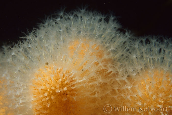 Dead man's fingers ( Alcyonium digitatum )