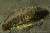 Sea Mouse ( Aphridita aculeata )