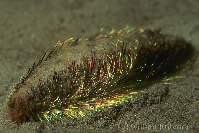 Sea Mouse ( Aphridita aculeata )