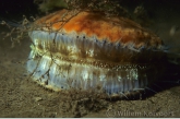 Queen Scallop ( Aequipecten opercularis )