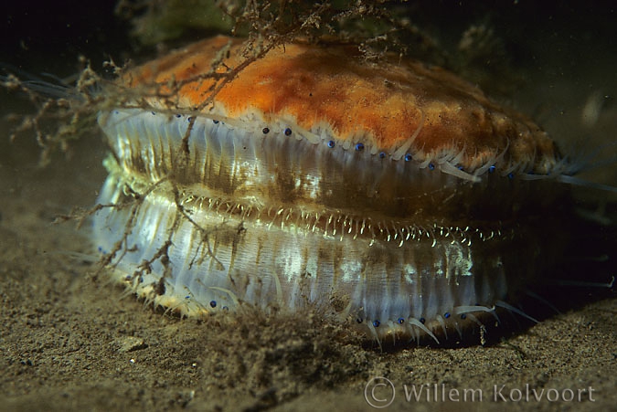 Queen Scallop ( Aequipecten opercularis )