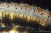 Queen Scallop ( Aequipecten opercularis ) detail