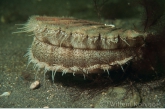 Great Scallop ( Pecten maximus )