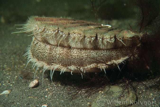 Great Scallop ( Pecten maximus )