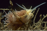 Eubranchus tricolor