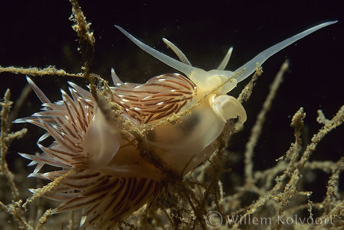 Eubranchus tricolor