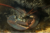 Lobster ( Homarus gammarus )