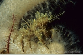 Spider crab ( Hyas araneus ) overgrown with sea squirt  