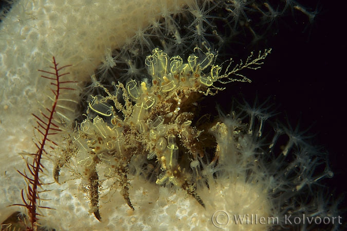 Spider crab ( Hyas araneus ) overgrown with sea squirt  