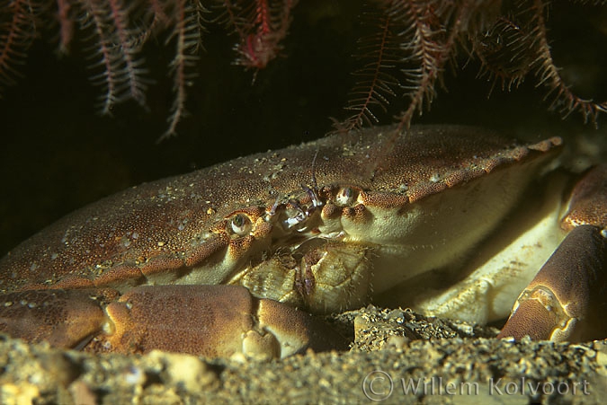 Edible crab ( Cancer pagurus )