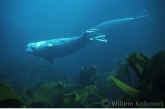 Grey seal ( Halichoerus grypus )