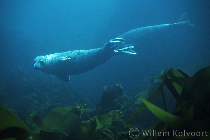 Grey seal ( Halichoerus grypus )