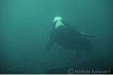 Grey Seal ( Halichoerus grypus )