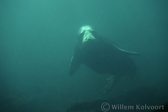 Grey Seal ( Halichoerus grypus )