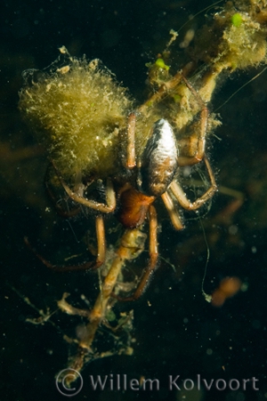 Waterspin ( Agyroneta aquaticus ). 