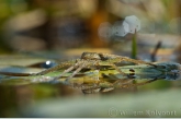 Grote oeverspin ( Dolomedes plantarius ? ).