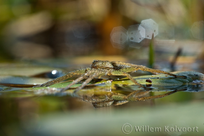 Great Raft Spider ( Dolomedes plantarius )