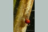 Water Mite ( Piona longipalpis )