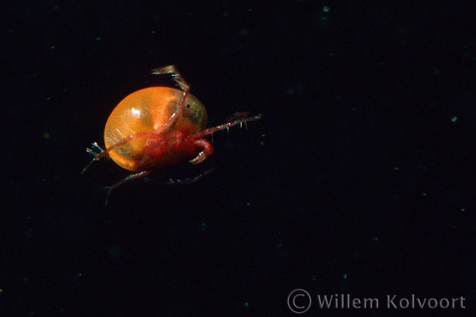 Rode watermijt ( Piona coccinea ).