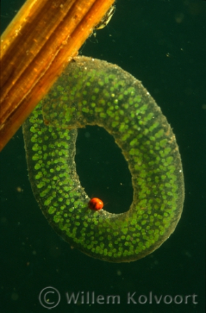 Water Mite on Mosquito Eggs