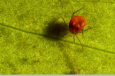 Water Mite ( Eylais spec. )