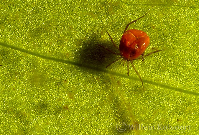 Water Mite ( Eylais spec. )