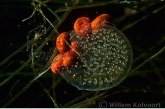 Water Mites ( Eylais spec. ) on Eggs of a Snail