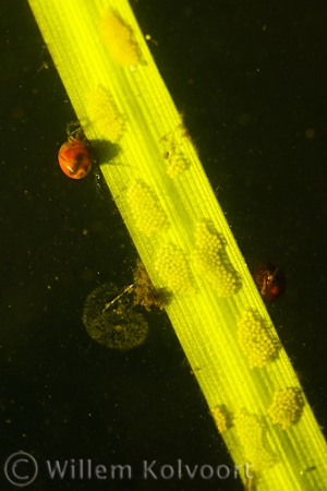 Water Mite, Eggs and Wheel Animalcules 