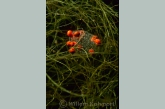 Water Mites ( Piona longipalpis ) on Eggs of a Snail