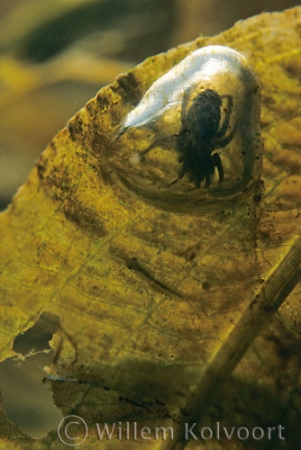 Waterspin ( Agyroneta aquaticus ) in luchtbel.