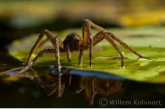 Great Raft Spider ( Dolomedes plantarius )