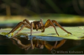 Grote oeverspin ( Dolomedes plantarius ?).