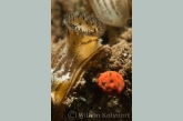 Water Mite ( Eylais spec. ) with Zebra Mussel