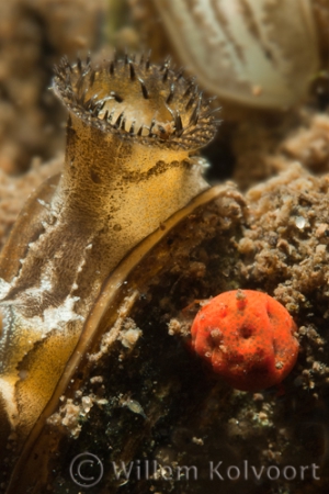 Water Mite ( Eylais spec. ) with Zebra Mussel