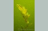 Water Mite on Pondweed