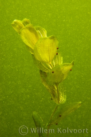 Water Mite on Pondweed