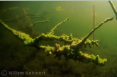 Freshwater Sponge on a dead branch