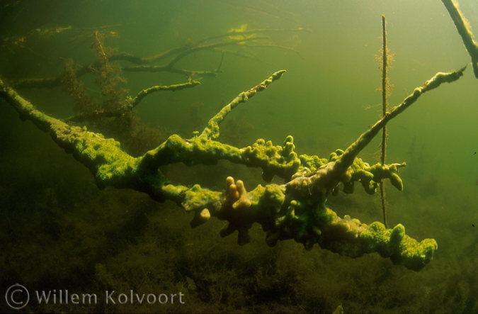 Zoetwaterspons op een dode tak.