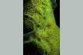 Freshwater Sponge close up