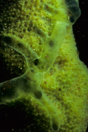 Freshwater Sponge close up