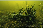 Freshwater Sponge on Ivy-leaved Duckweed ( Lemna trisulca )