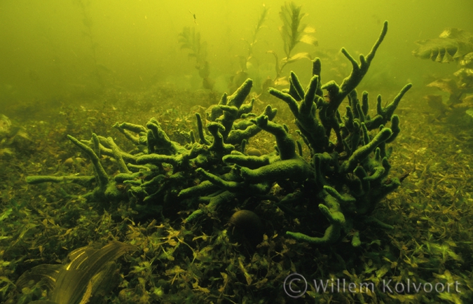 Freshwater Sponge on Ivy-leaved Duckweed ( Lemna trisulca )