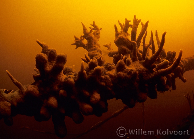 Zoetwaterspons in het veenwater.